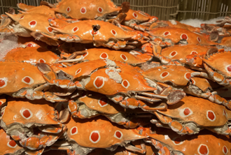 吃秋蟹狂拉20次 妇休克陷命危 一家三口全倒下