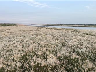 史詩級美景！西螺大橋甜根子花海盛開 美如白色浪花