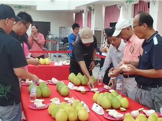 斗六文旦外销新加坡 麻豆文旦零出口 云县农业处长回应了