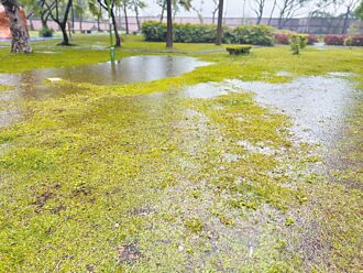 鶯歌鳳鳴公園變身 增寵物專區