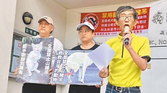 南投 禁山豬吊 農業部欲增但書挨批