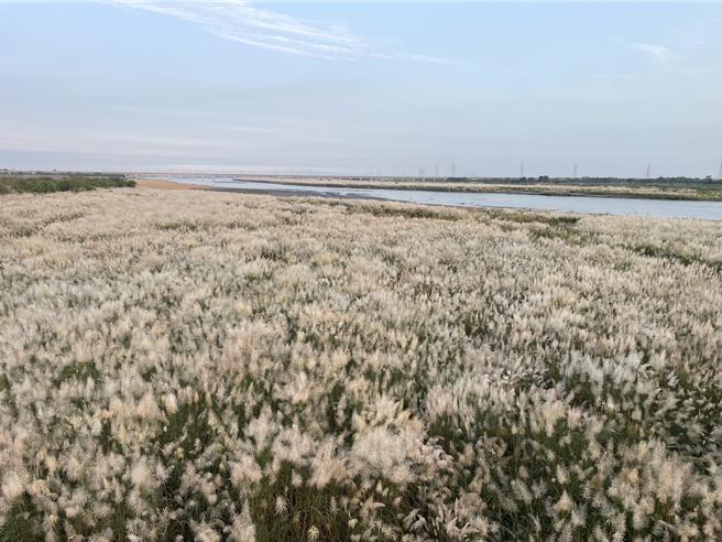 浊水溪西螺大桥上下游每到秋天会出现数十公顷甜根子花海美景，最近是盛开时刻。（周丽兰摄）