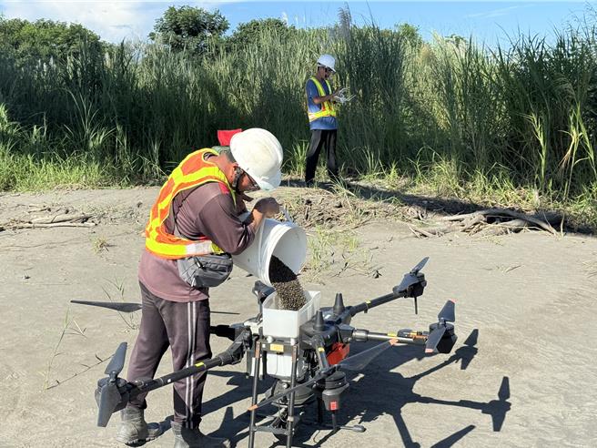 太阳麻及田菁种子较重，更容易控制控洒成效，第四河川分署今年起改空洒太阳麻种子。（第四河川署提供）