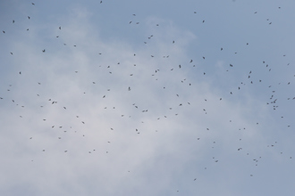 4.8萬隻赤腹鷹過境 恆春半島賞鷹季開跑