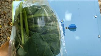 台東3婦人採植物生食中毒   檢驗證實誤食「大花曼陀羅」