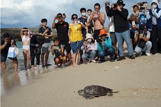 綠蠵龜「拿鐵」受困消波塊 歷經190天照護 9／18重返大海