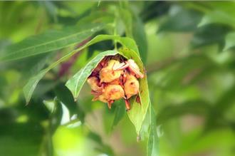 黃金蝙蝠數量銳減 剩不到千隻 專家籲重視風能、光害威脅