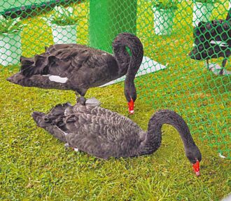 台北 黑天鵝屢逃家 公園處擬增監視器