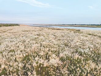 西螺大橋甜根子花海 白浪滔滔