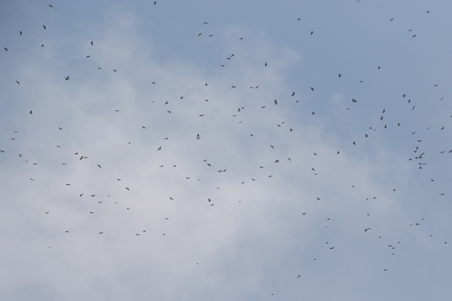 落山风初起，恒春半岛自9月1日至15日赤腹鹰过境数量累计近5万只。（垦管处提供／罗琦文屏东传真）