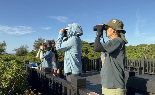 落山风初起，恒春半岛自9月1日至15日赤腹鹰过境数量累计近5万只。（垦管处提供／罗琦文屏东传真）