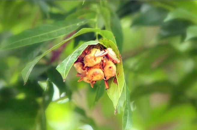 雲林縣水林鄉黃金蝙蝠生態館發現黃金蝙蝠逐年減少，18日館方表示將邀德國學者來台，分享風力發電與光害對蝙蝠生態影響的研究成果。（黃金蝙蝠生態館提供／張朝欣雲林傳真）