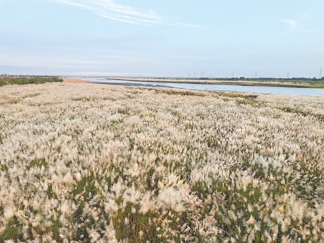 浊水溪西螺大桥上下游每到秋天会出现数十公顷甜根子花海美景，最近又到盛开时刻。（周丽兰摄）