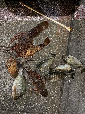 澎湖打擊違法潛水打魚  農漁局守護漁業資源不停歇