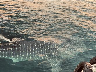 澎湖海面小蝦米大爆發 鯨鯊群現身追食