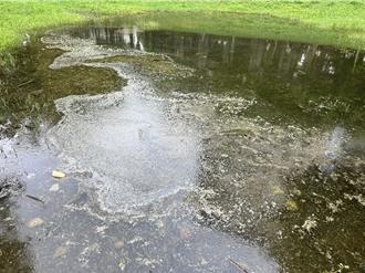 太噁！公園滯洪池積水變「生態池」 髒亂景象讓民眾崩潰