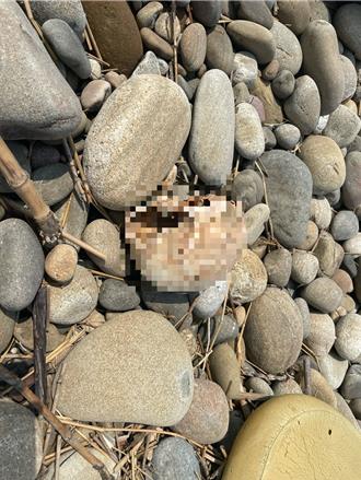 驚悚！台中大安溪出海口驚現半顆人類顱骨　釣客嚇壞報案