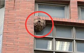 金門大學工管系外牆現巨型蜂窩！校方拉封鎖線　通報摘除