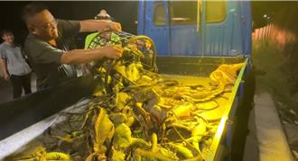 綠鬣蜥猖獗卻傳補助斷糧 恐現「獵捕空窗期」屏縣府回應了