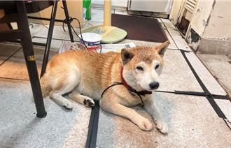 打雷超可怕！狗狗嚇到掙脫走失 飼主恐遭罰1.5萬