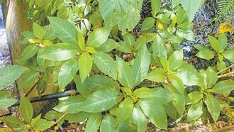 台東 曼陀羅 誤當南非葉 只吃1片 3婦人中毒