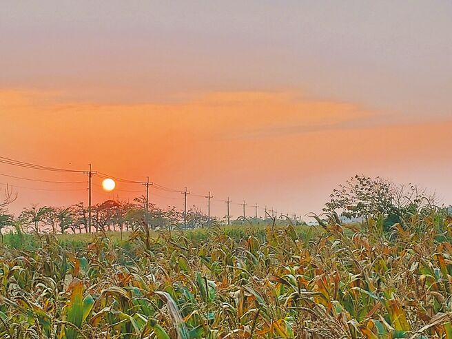 林仙龙在田园营造一个灵动的情意世界。（林仙龙提供）