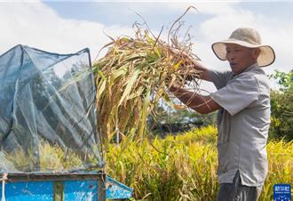 陸秋糧主產區多措並舉打「蟲口奪糧」仗  科學防治保豐收