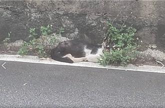 猫星人闯新生高架桥！跳落车道摔伤腿 幸获救送医待认养