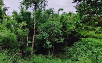 企業ESG新解方！造林碳匯專案新規上路 限3狀態土地適用