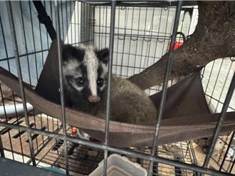 花莲白鼻心遭「路杀」身亡 怀中紧护幼兽惹鼻酸 