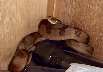 绳子会动！大头蛇藏讲桌抽屉 女教师霸气解围护师生