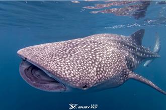 直击澎湖毛司屿糠虾大爆发 鲸鲨、蝠魟追逐觅食