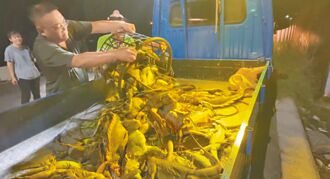 屏東 綠鬣蜥肆虐紅豆田 捕獵憂補助斷糧