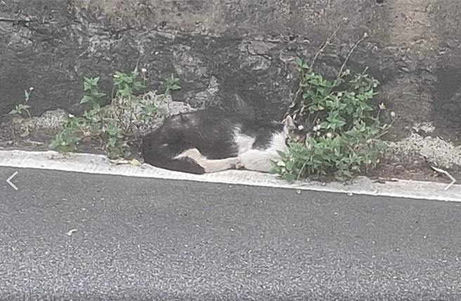 有民眾開車行經中山北路4段往新生高架橋，發現1隻貓受困。（北市動保處提供／張珈瑄台北傳真）