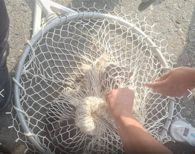 北市動保處派員前往救援，成功救獲該貓隻，貓隻後腿疑有受傷，導致行走不穩情形，不過尚無生命危險。（北市動保處提供／張珈瑄台北傳真）