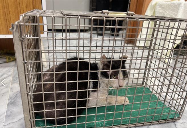 北市動保處表示，貓隻目前安置在北市動物之家收容照顧等待認領養中。（北市動保處提供／張珈瑄台北傳真）