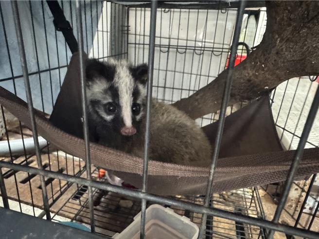 花蓮市十六股大道附近有白鼻心母獸疑遭車撞死，1隻幼獸依偎在懷中。花蓮縣動植物防疫所評估，幼獸生命跡象穩定，已轉送至台東池上鄉野灣野生動物救傷中心，將評估野放。（花蓮縣府提供／王志偉花蓮傳真）