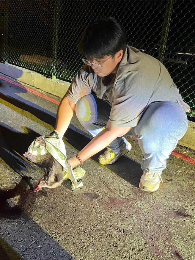 花蓮市長魏嘉彥日前在市區發現一隻白鼻心疑遭撞死，懷裡還有幼獸，立即移置到路旁避免再遭輾壓，並通報救援。（魏嘉彥提供／王志偉花蓮傳真）