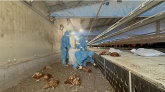 彰化芳苑爆禽流感 1萬3375隻蛋雞遭撲殺