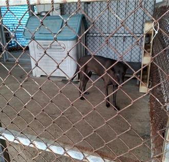 苗縣動保園區增設開放式狗舍 強化收容落實動物福利