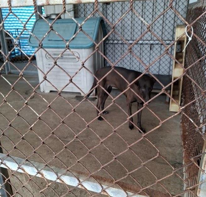 苗栗縣動保防疫所輔導全縣6家愛心狗場，提供絕育、疫苗、晶片及消毒水補助，改善硬體設施，推動專業化管理，期望毛孩安居並落實「領養代替購買」動物福利政策。（苗栗縣政府提供／呂麗甄苗栗傳真）