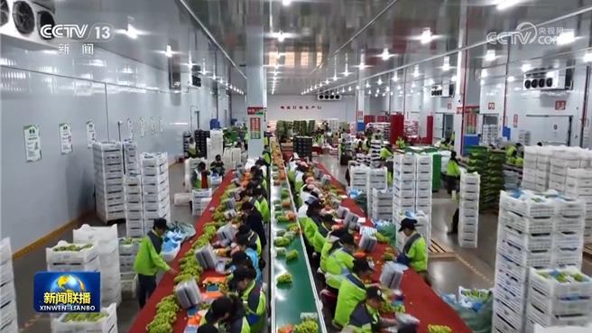 陸秋糧豐收水果出海凸顯經濟韌性活力。（大陸央視）