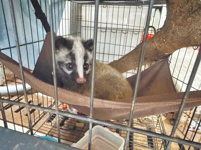 花莲市长魏嘉彦日前在市区发现一只白鼻心母兽疑遭撞死，母兽怀里还有存活的幼兽，魏随即将2只白鼻心移置到路旁避免再遭辗压，并通报救援。（魏嘉彦提供／王志伟花莲传真）