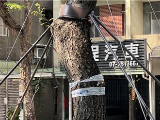 桦加沙逼近！高雄轻轨提前部署 AI监控行道树防倒塌