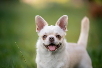 毛孩读心术》逃过毒杀却被撞亡 吉娃娃一句话解饲主心结