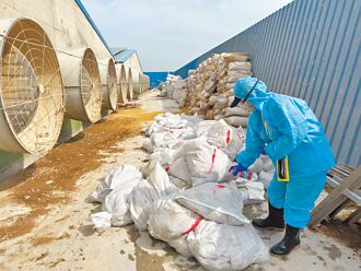 彰化芳苑蛋雞場爆禽流感 撲殺1.3萬隻