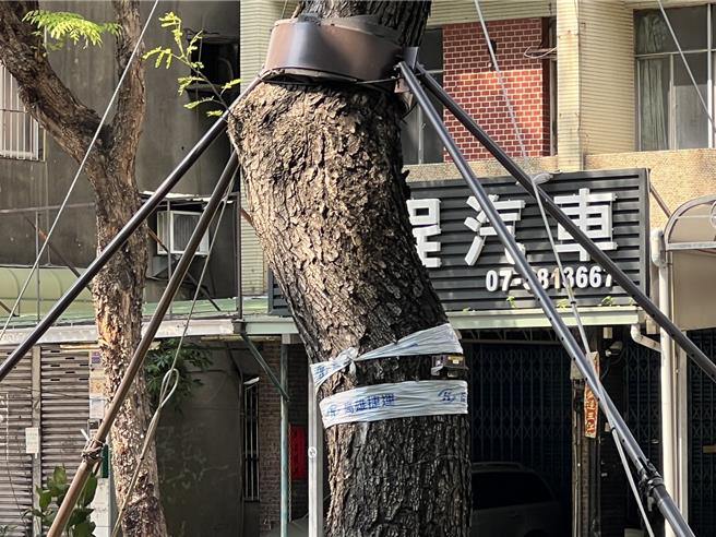 高市捷运局已提前完成200棵树木倾斜仪装置，将透过AI监测，即时监测与预警，随时掌握提供轻轨营运行控中心提早针对高风险行道树做巡检与评估加固、扶正等必要处置。（高市捷运局提供／纪爰高雄传真）