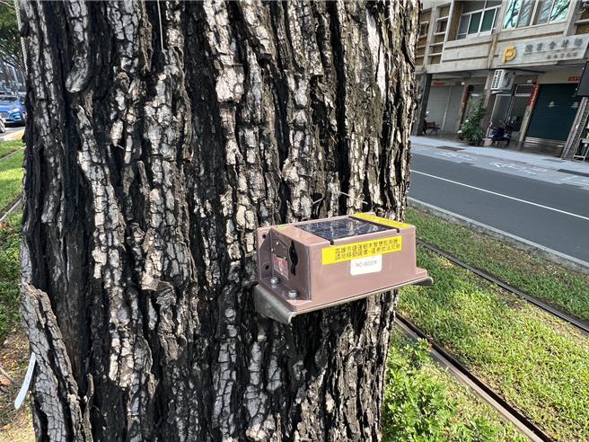 高市捷运局已提前完成200棵树木倾斜仪装置，将透过AI监测，即时监测与预警，随时掌握提供轻轨营运行控中心提早针对高风险行道树做巡检与评估加固、扶正等必要处置。（高市捷运局提供／纪爰高雄传真）