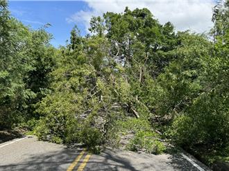風王樺加沙環流發威    金門巨榕慘遭吹斷   災變中心3級開設