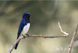 澎湖驚見稀有白腹琉璃 公鳥羽色藍美如寶石